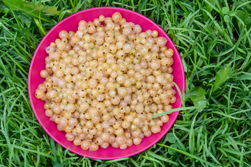 Large ripe white currant berries ripened on the garden plot.