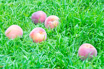 Juicy ripe delicious peaches on the grass.