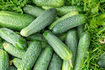 Fresh delicious green cucumbers have grown in the garden. Vegetables 
