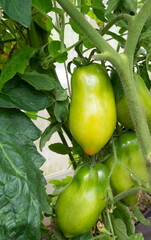  Large varietal tomatoes ripen on a branch in a greenhouse. Vegetables. Growing vegetables.