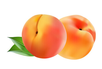 Two ripe peach fruit with leaves. Vector illustration.