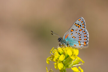 little butterfly on yellow flower, Romanoff's Tomares, Tomares dobrogensis