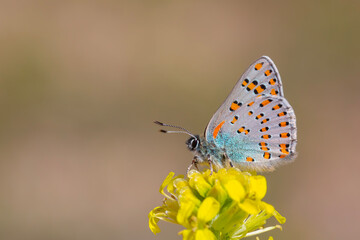little butterfly on yellow flower, Romanoff's Tomares, Tomares dobrogensis