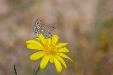 little butterfly on yellow flower, Neolycaena soezen, Soezen`s Pseudocopper