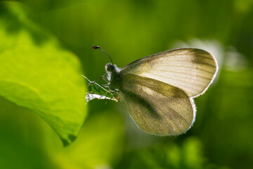 small white butterfly on plant, Eastern Wood White, Leptidea duponcheli