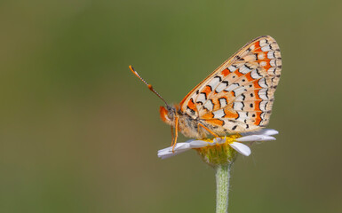 red butterfly on daisy, Steppe Fritillary, Euphydryas orientalis