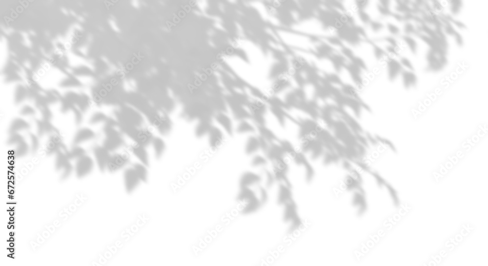 Poster tree branches shadow sunshade on transparent backgrounds 3d rendering png