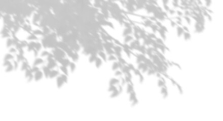 Tree branches shadow sunshade on transparent backgrounds 3d rendering png - obrazy, fototapety, plakaty