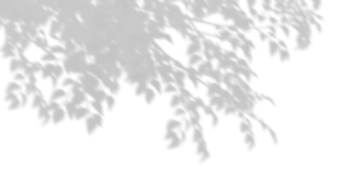 Tree branches shadow sunshade on transparent backgrounds 3d rendering png