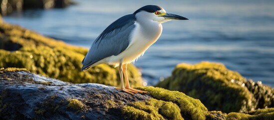 The avian species known as the black crowned night heron can be found in the Falkland Islands located in the South Atlantic Ocean - Powered by Adobe