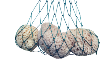 Sea sponges in a fishing net, close up, isolated on a white background