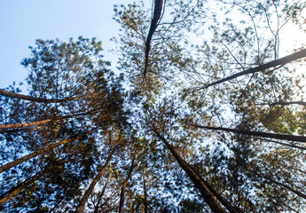 The beauty of the pine forest in the morning at sunrise in the Pangalengan area, Bandung Regency, West Java, Indonesia.