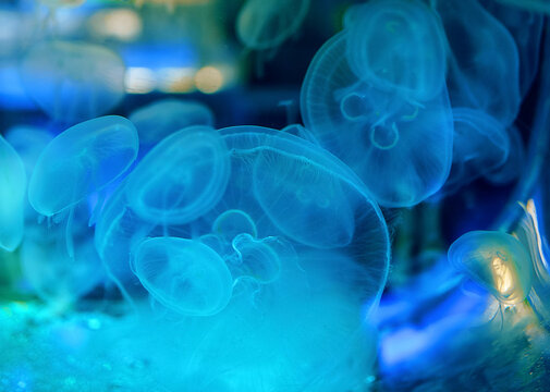 jellyfish under water © avtk