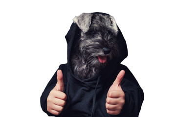 Dog head with human hands like a man, funny collage, isolated on white background. Thumb up gesture. Studio portrait of a miniature schnauzer dog wearing hoodie - obrazy, fototapety, plakaty