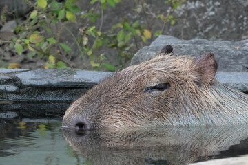 カピバラ