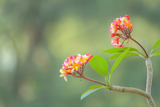 Frangipani, Plumeria, Temple Tree flower with green background.
