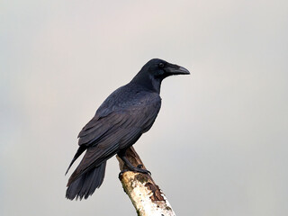 Common raven (Corvus corax)