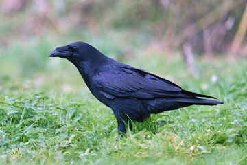 Common raven (Corvus corax)