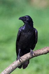 Common raven (Corvus corax)