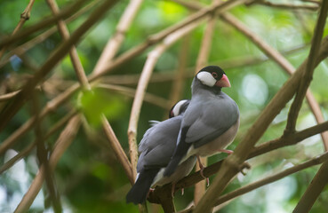 The Java sparrow bird sits on a twig in the forest.