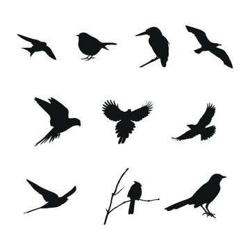 Set of Black Isolated Birds Silhouettes Vectors