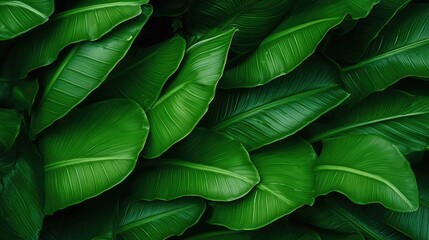 tropical banana leaf texture in garden 