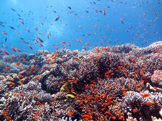 red sea fish and coral reef