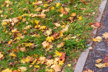 Close up shot of the soil surface in the forest covered with colorful fallen leaves from the trees. Season