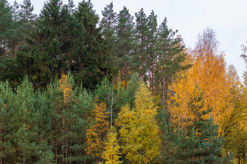 Shot of the colorful autumn trees. Season
