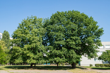 Large trees of red oak in a city landscape near buildings in a background of ? blue sky.