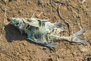 The decay of the corpse of a fish at the bottom of a dried lake. Environmental cataclysm. Skeleton of a fish. Dead fish on the sand shore.