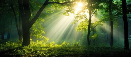 The forest trees are being illuminated by the rays of the morning sun filtering through the vibrant...