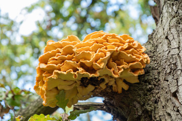 Giant yellow triturium (tinder) mushroom parasite on the bark of a tree. Tree fungus sulphur polypore, sulphur shelf or chicken mushroom (Laetiporus sulphureus) on tree trunk.