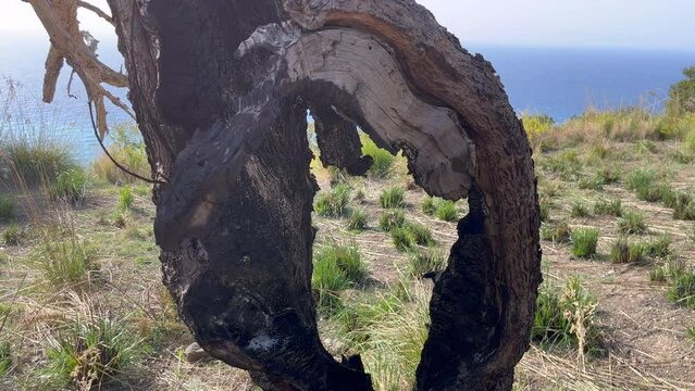 Foro nel Gelso