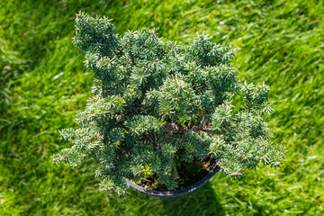 Japanese yew berry dwarf shrub are in black plastic pot in the garden, ready for planting....