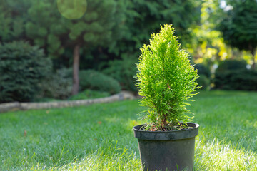 Thuja, cypress seedling are in black plastic pot in the garden, ready for planting. Gardening background photo with soft selective focus. Copy space.