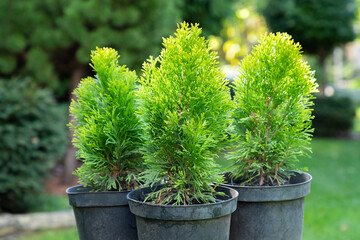 Fototapeta na wymiar Group of thuja, cypress seedling are in black plastic pot in the garden, on a stump, ready for planting. Gardening background photo with soft selective focus. Copy space.