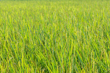 Rice seedlings in a rice field, closeup of photo