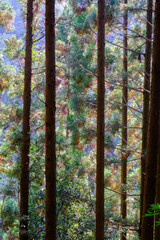 森の中の風景。六甲山の登山道で森林浴を楽しむ。