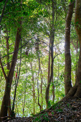 森の中の風景。六甲山の登山道で森林浴を楽しむ。
