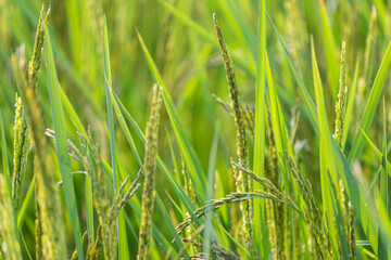 Rice field in the countryside of Thailand. (Selective focus)