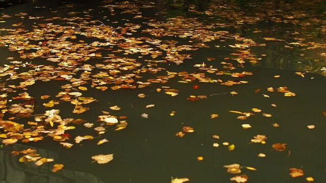 Fallen leaves sway on the lake, reflections in the water. Autumn leaves float on the surface of the water. Bright yellow foliage sailing in pond. Fine autumn video background. 