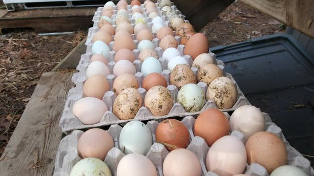 Close up of dozens of variety or mix of eggs from chickens and ducks placed in paper holders on the stairs to coop.