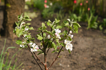 A small apple tree blooms with white flowers.