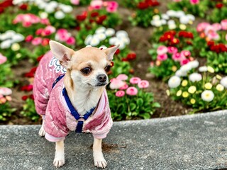 Beautiful Chihuahua dog in clothes on a background of flowers.