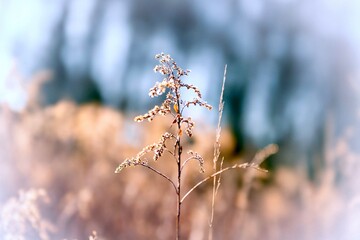 Dry grass on a cold winter day. Shallow depth of field.