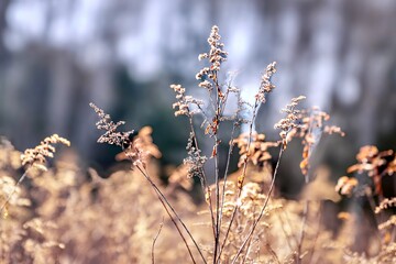 Dry grass on a cold winter day. Shallow depth of field. - Powered by Adobe