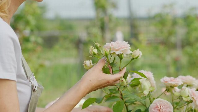 A charming positive middle aged woman in profile view sniffs flower with tenderness. A lady enjoys floriculture with love, admires the growth and blooming of pink peonies. The ideal hobby for aesthete