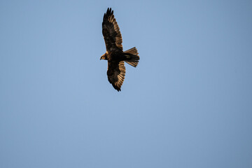 Brown marsh harrier in natural conditions hunts fish on a sunny autumn day on the river