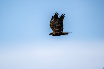 Brown marsh harrier in natural conditions hunts fish on a sunny autumn day on the river